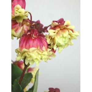 花カランコエ 苗 の商品一覧 花 ガーデニング 通販 Yahoo ショッピング