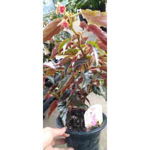 緑の風yamashoku ヤフー店 ベゴニアの仲間 花苗 花鉢 Yahoo ショッピング