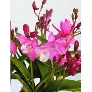 緑の風yamashoku ヤフー店 ランの仲間 花苗 花鉢 Yahoo ショッピング