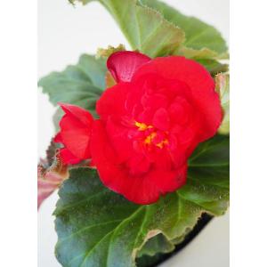 球根ベゴニア 花 ガーデニング の商品一覧 通販 Yahoo ショッピング