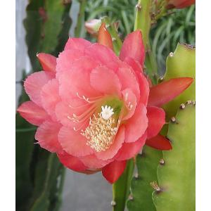 孔雀サボテンの商品一覧 通販 Yahoo ショッピング