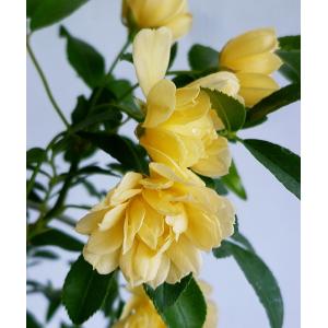 モッコウバラ 苗 の商品一覧 花 ガーデニング 通販 Yahoo ショッピング