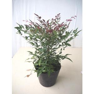 ナンテン トワイライト 花 ガーデニング の商品一覧 通販 Yahoo ショッピング