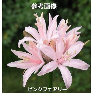 横山園芸の商品一覧 通販 Yahoo ショッピング