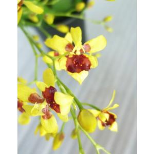 緑の風yamashoku ヤフー店 ランの仲間 花苗 花鉢 Yahoo ショッピング