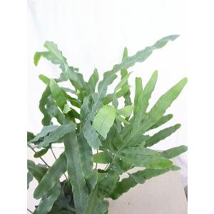 シダ 観葉植物 ブルースターの商品一覧 通販 Yahoo ショッピング