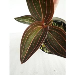 緑の風yamashoku ヤフー店 ランの仲間 花苗 花鉢 Yahoo ショッピング