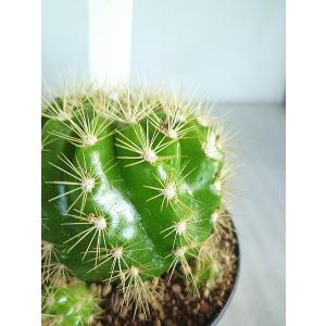 サボテン 種類 一覧 サボテン 多肉植物 の商品一覧 花 ガーデニング 通販 Yahoo ショッピング