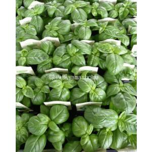 バジル苗の商品一覧 通販 Yahoo ショッピング