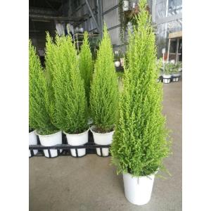 コニファーのランキングtop100 人気売れ筋ランキング Yahoo ショッピング