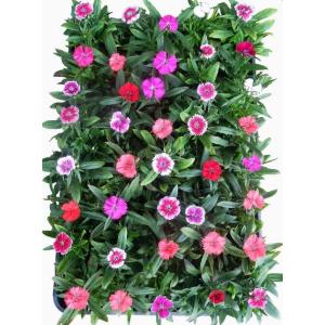 なでしこ 種 花の苗 の商品一覧 苗 花 ガーデニング 通販 Yahoo ショッピング