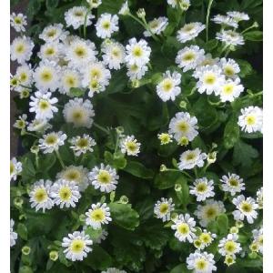 花 マトリカリア 花の苗 の商品一覧 苗 花 ガーデニング 通販 Yahoo ショッピング