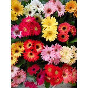 ガーベラ 苗 切り花の商品一覧 通販 Yahoo ショッピング