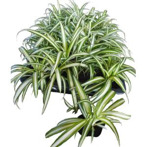 オリヅルランの商品一覧 通販 Yahoo ショッピング