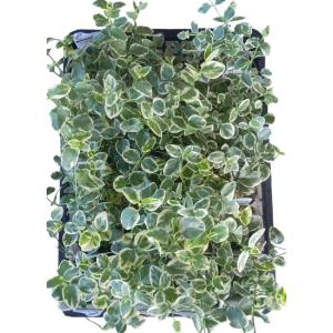 常緑低木 斑入り グランドカバー 下草の苗 の商品一覧 苗 花 ガーデニング 通販 Yahoo ショッピング