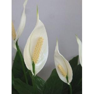 スパティフィラム 鉢花 の商品一覧 生花 花 ガーデニング 通販 Yahoo ショッピング