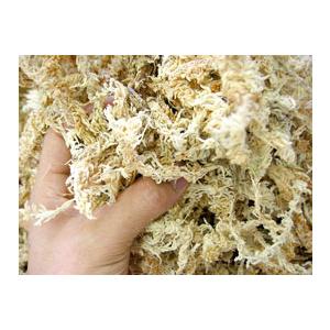 高品質 ニュージーランド産 ミズゴケ AAA [80グラム]（メール便不可)（ 水苔 水蘚 ギャザリ...