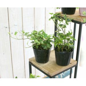 1株から販売 良株 ロングアイビー斑入り苗(2...の詳細画像3