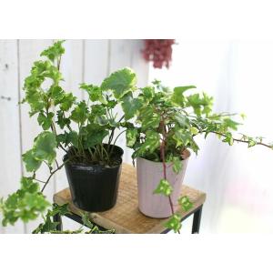 1株から販売 良株 ロングアイビー斑入り苗(2...の詳細画像4