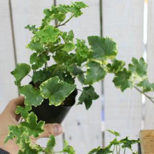 1株から販売 良株 ロングアイビー斑入り苗(2...の詳細画像5