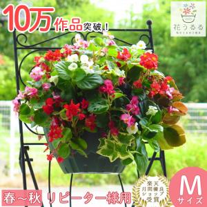 ベゴニアのハンギング 寄せ植え [カラフルMIX(シンプル] 春から晩秋に開花｜hanaururu