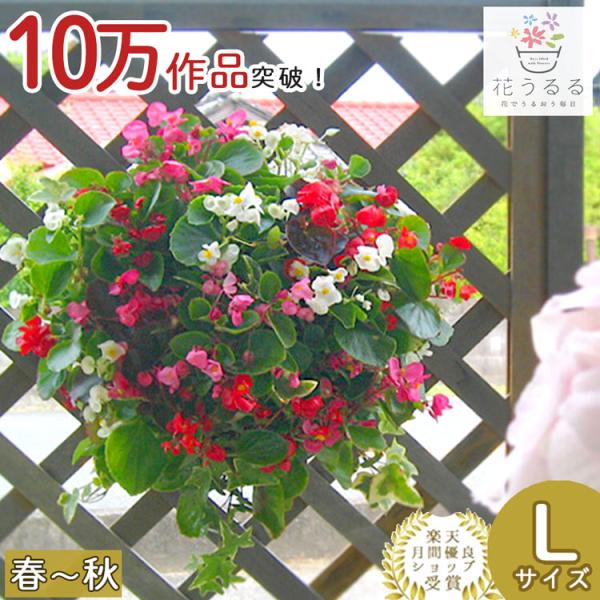 『Lサイズ』ベゴニアのハンギング 寄せ植え [Lサイズ MIX]春から晩秋に開花