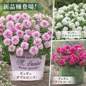12月12日(金)が今期最終発送】玉ねぎ 苗 100本＼10月末から発送／(中生