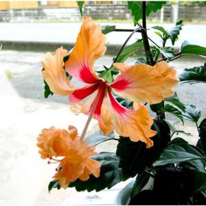 ハイビスカス鉢植え サマーブリーズ フレミングウィンド【haibiskas