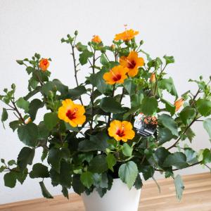 人気のレア品種』ハイビスカス 鉢植え[レッドフラミンゴ]（(5号鉢・高
