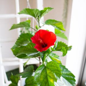 人気のレア品種』ハイビスカス 鉢植え[レッドフラミンゴ]（(5号鉢・高