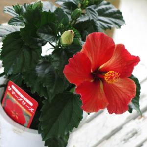 人気のレア品種』ハイビスカス 鉢植え[レッドフラミンゴ]（(5号鉢・高