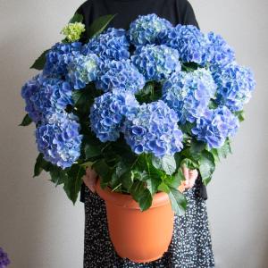 八重咲き 秋色アジサイ「フロレンシア」 5号鉢 (ハイドランジア 紫陽花
