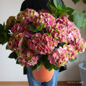 レア品種 秋色アジサイ [君の名は] 10号鉢 紫陽花(ハイドランジア