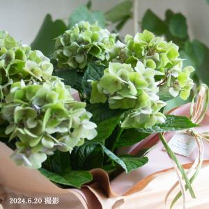 新品種 レア アジサイ [品種：ハイドランジア 月組（パープル系） ] 7