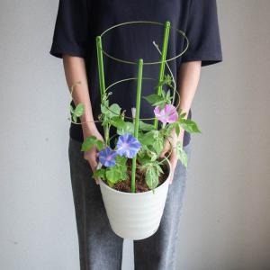 ＼色とりどりの花が咲く/朝顔(アサガオ)行燈仕...の詳細画像1