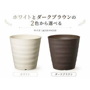 ＼色とりどりの花が咲く/朝顔(アサガオ)行燈仕...の詳細画像2