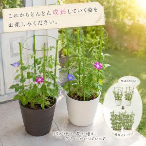 ＼色とりどりの花が咲く/朝顔(アサガオ)行燈仕...の詳細画像3