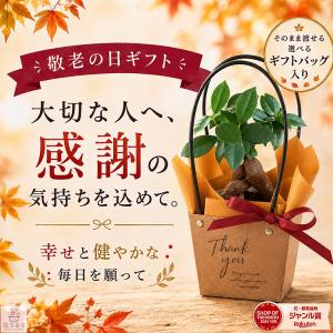 ＼まだ間に合う敬老の日ギフト／ 花うるる 選べるギフトバッグ『ガジュマル』多幸の木 観葉植物 グリーン 秋 誕生日 ギフト プレゼント 敬老 敬老の日 70代 80代