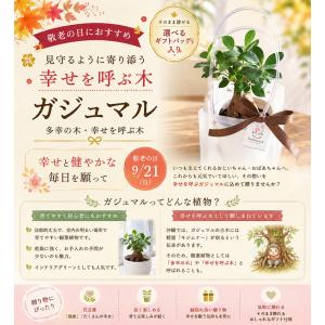 ＼まだ間に合う敬老の日ギフト/ 花うるる 選べ...の詳細画像2