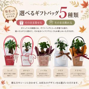 ＼まだ間に合う敬老の日ギフト/ 花うるる 選べ...の詳細画像3