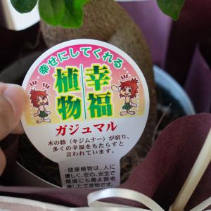 ＼まだ間に合う敬老の日ギフト/ 花うるる 選べ...の詳細画像5