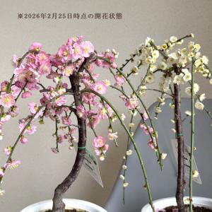 花うるるの和モダン鉢 寄せ植え「しだれ咲き花梅」玄関 ウメ 梅 鑑賞
