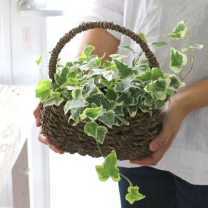 アイビー 商品一覧 花うるる ハンギング 寄せ植え通販 売れ筋通販 Yahoo ショッピング