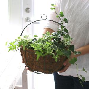 アイビー 商品一覧 花うるる ハンギング 寄せ植え通販 売れ筋通販 Yahoo ショッピング