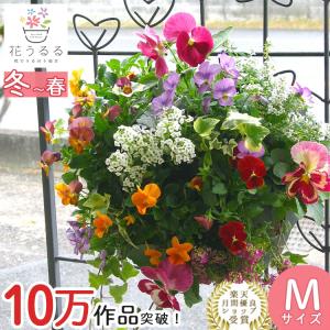 ＼最終売り尽くし／パンジー＆ビオラのハンギングバスケット 寄せ植え [カシスオレンジ]Mサイズ| 玄関 フラワーギフト 誕生日 プレゼント 女性 花 おしゃれ