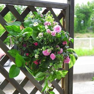 花うるる ハンギング 寄せ植え通販 インパチェンスのハンギング 夏のハンギング 販売終了 Yahoo ショッピング