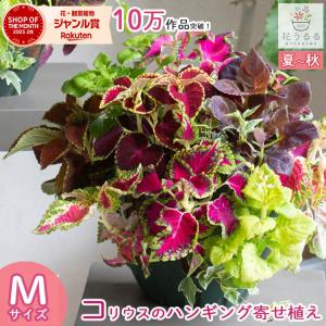 モンステラ鉢つき付き 観葉植物 モンステラ6号角プラスチック鉢|(白) 高さ約60cm 『mons06