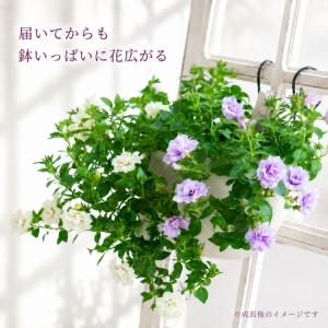 ＼バラ咲きペチュニアが2,980円/花うるる ...の詳細画像1