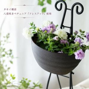 ＼バラ咲きペチュニアが2,980円/花うるる ...の詳細画像2