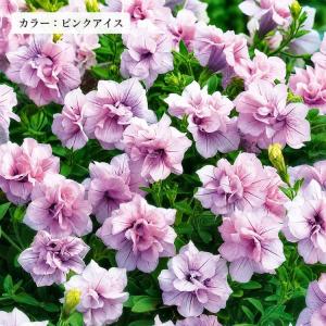 ＼バラ咲きペチュニアが2,980円/花うるる ...の詳細画像3